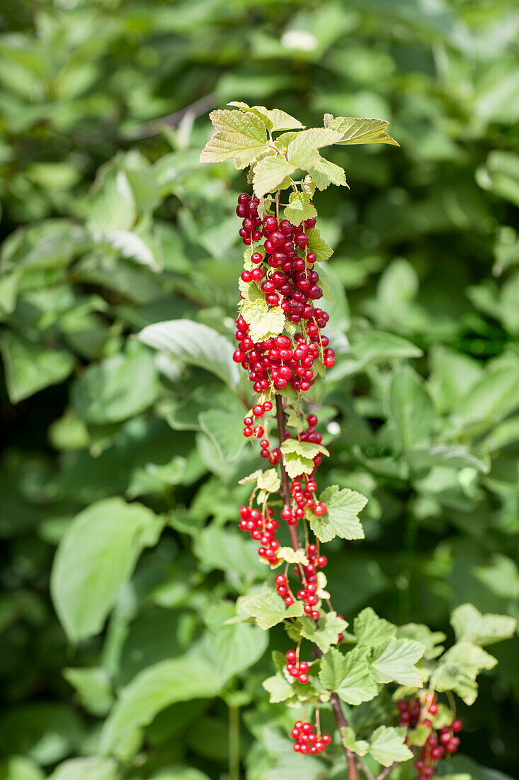 Ribes rubrum