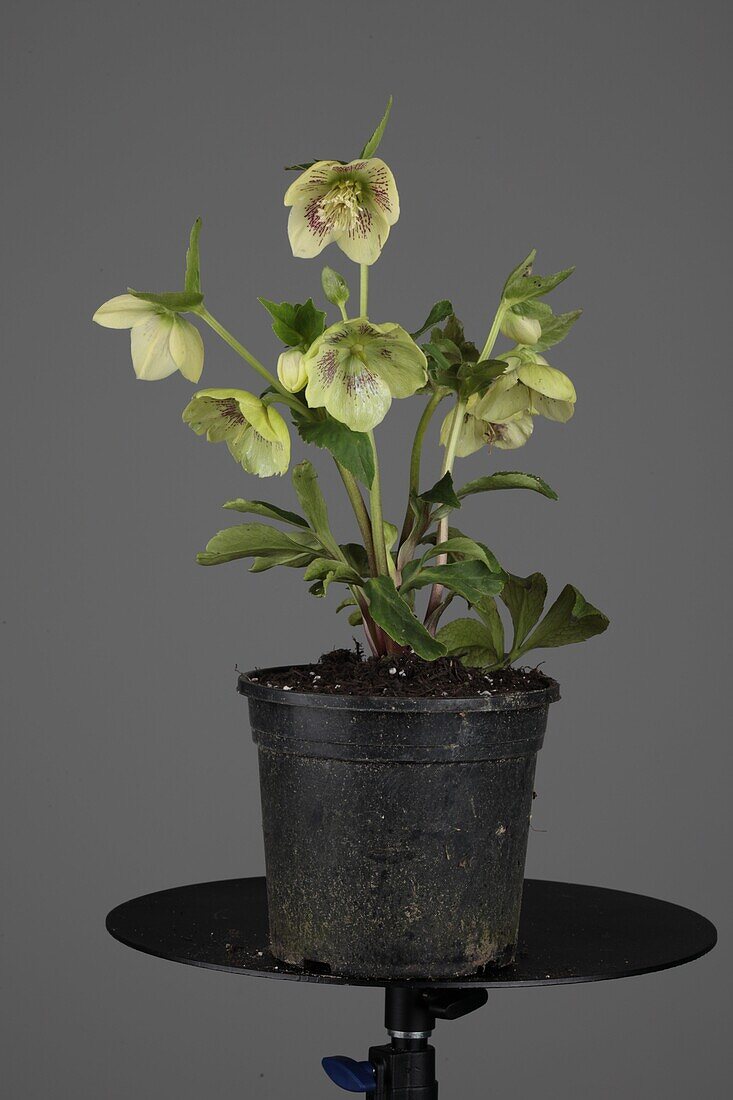 Helleborus niger