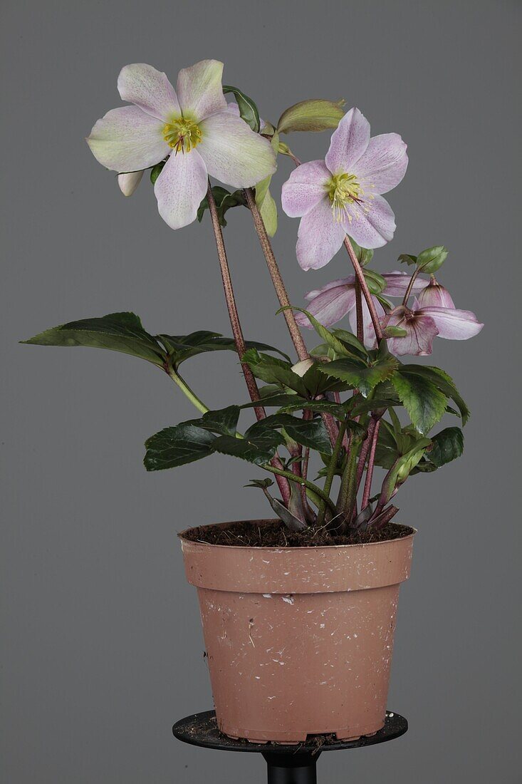 Helleborus niger