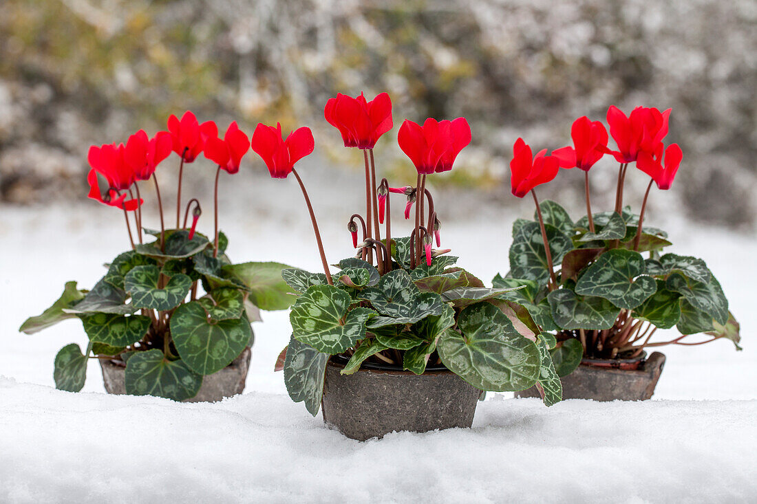 Cyclamen 'Midi Wella'