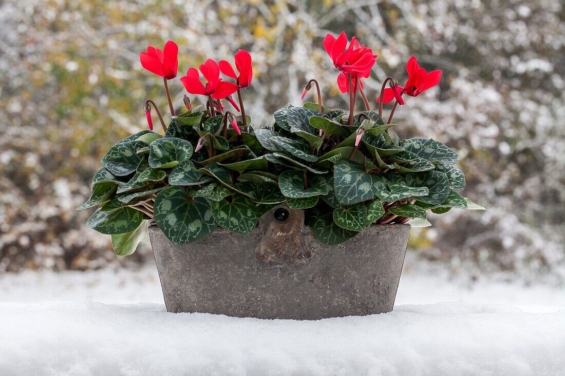 Cyclamen persicum 'Super Serie'®