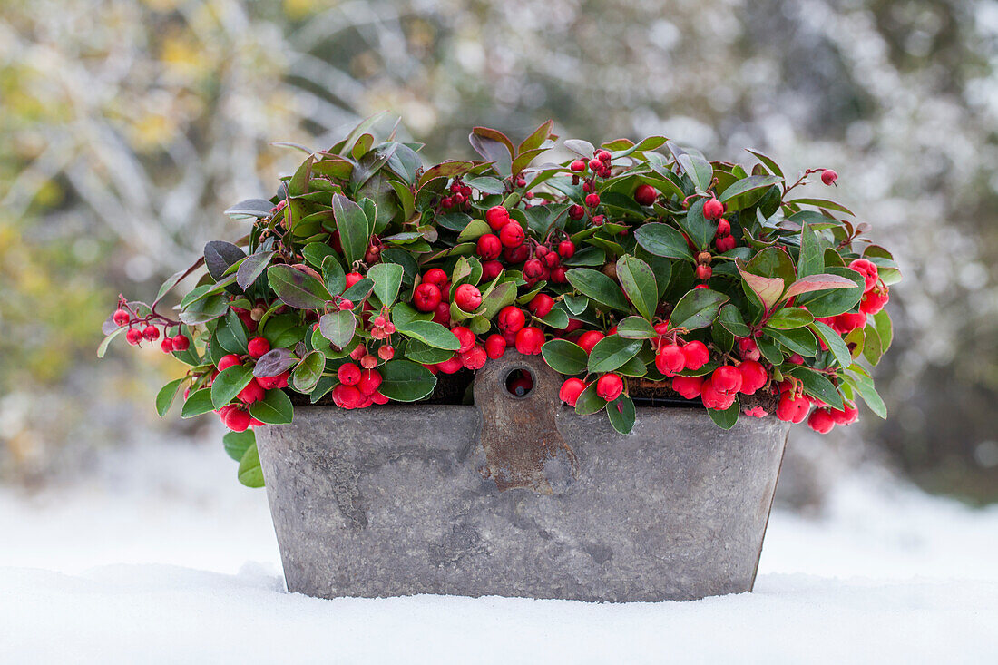 Gaultheria procumbens