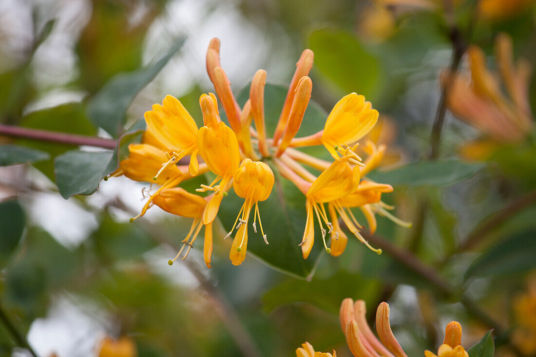 Lonicera tellmanniana