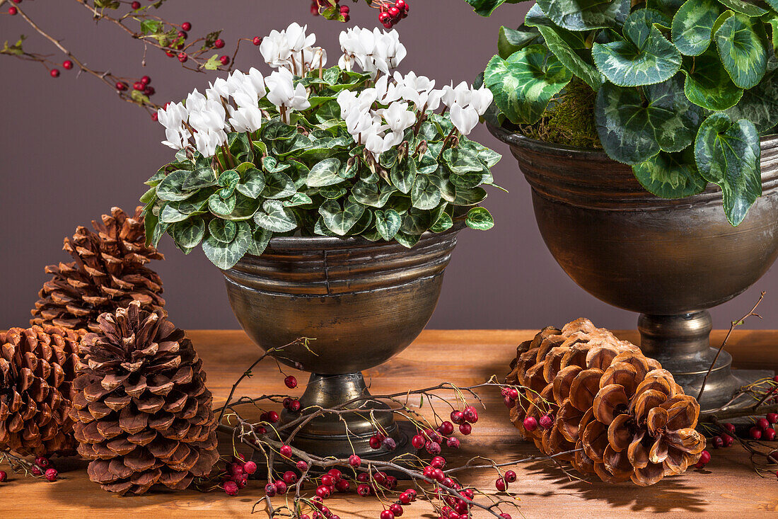 Cyclamen persicum