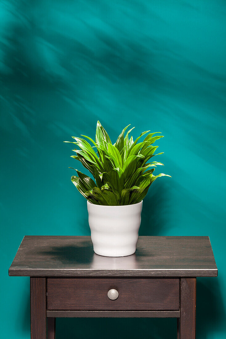 Indoor plants