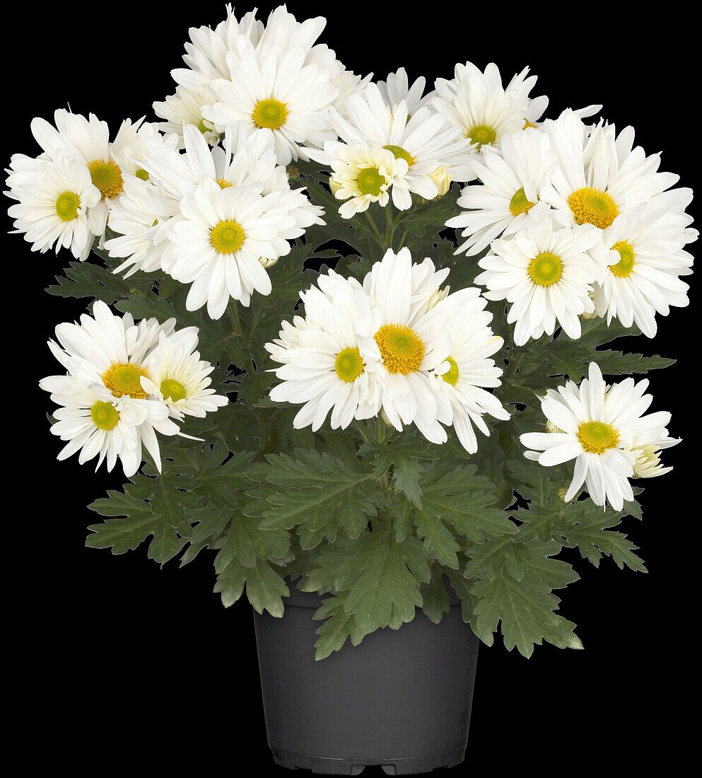 Chrysanthemum Island-Pot-Mums 'Salina White'(s)