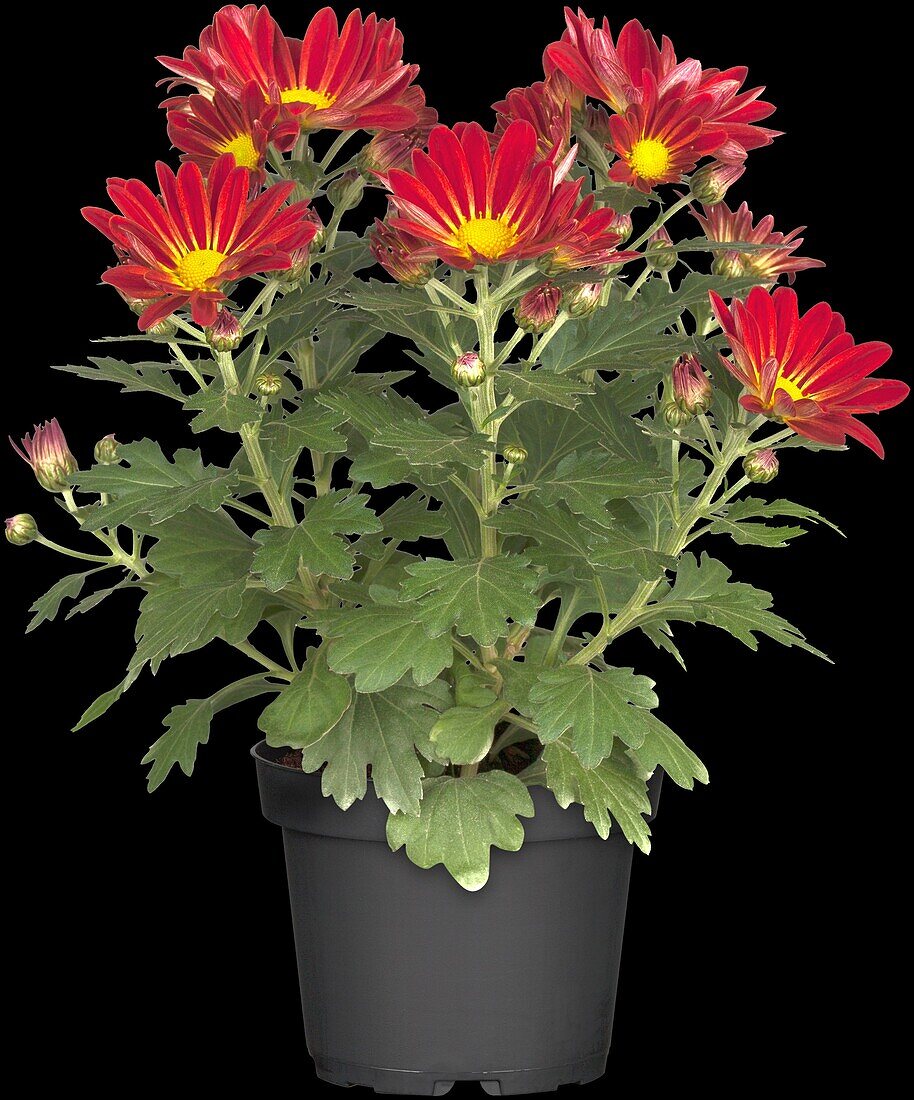 Chrysanthemum indicum 'Robinho Red'(s)