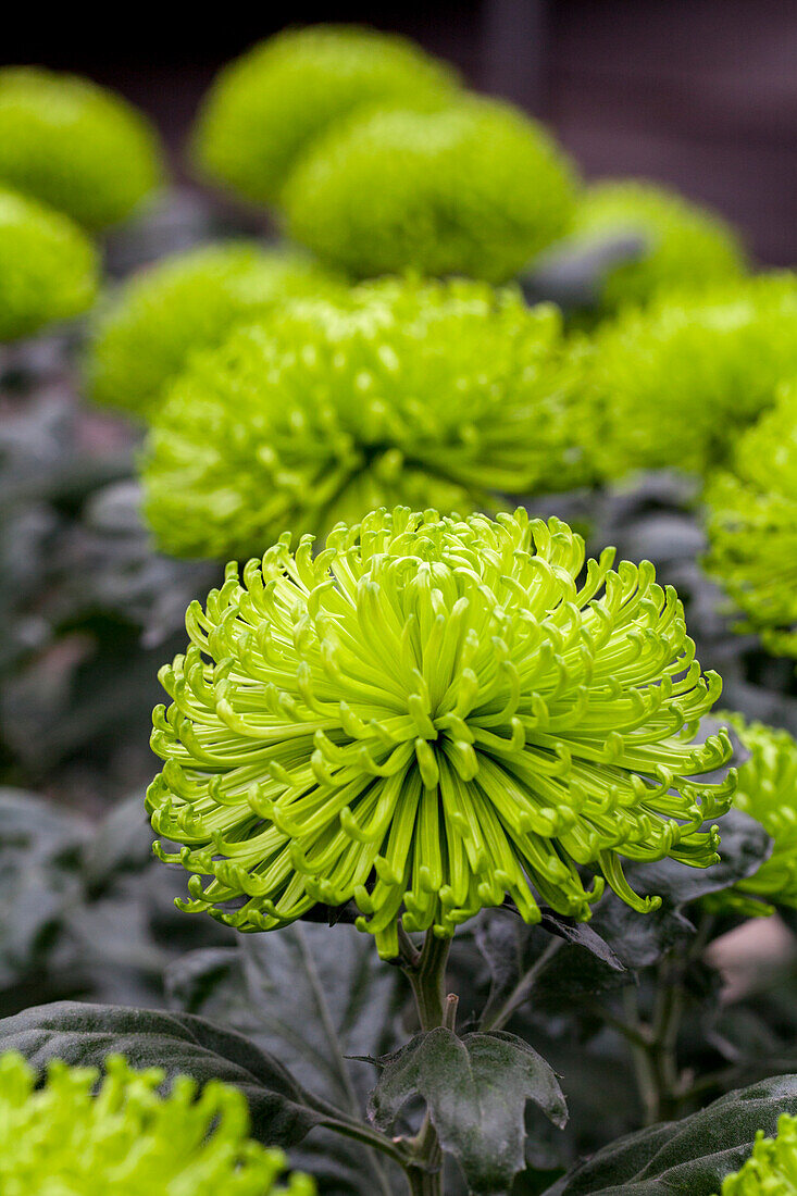 Chrysanthemum indicum 'Anastasia Dark Green'(s)