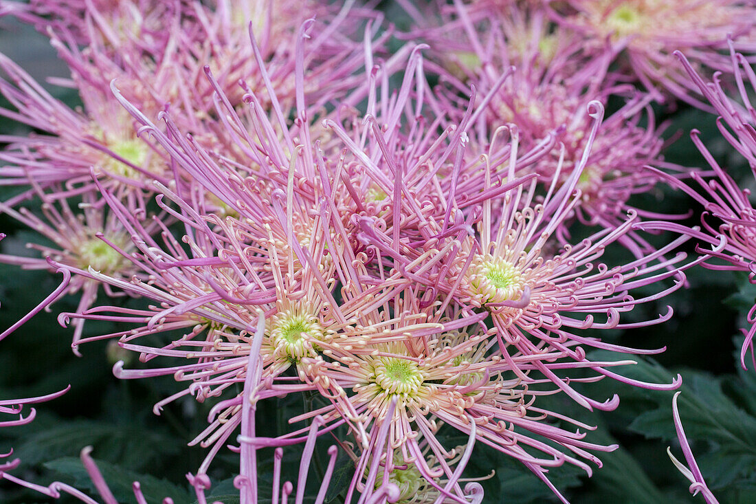 Chrysanthemum 'Asia-Cut Mums® Maxim Pink'(s)