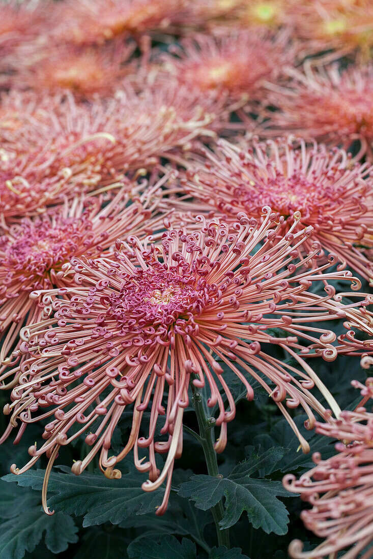 Chrysanthemum 'Asia-Cut Mums® Maxim Copper'(s)