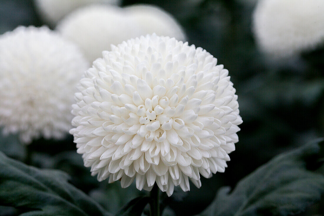 Chrysanthemum indicum 'Ping Pong Super' (s)