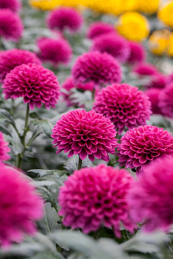 Chrysanthemum indicum 'Lollipop Purple'(s)