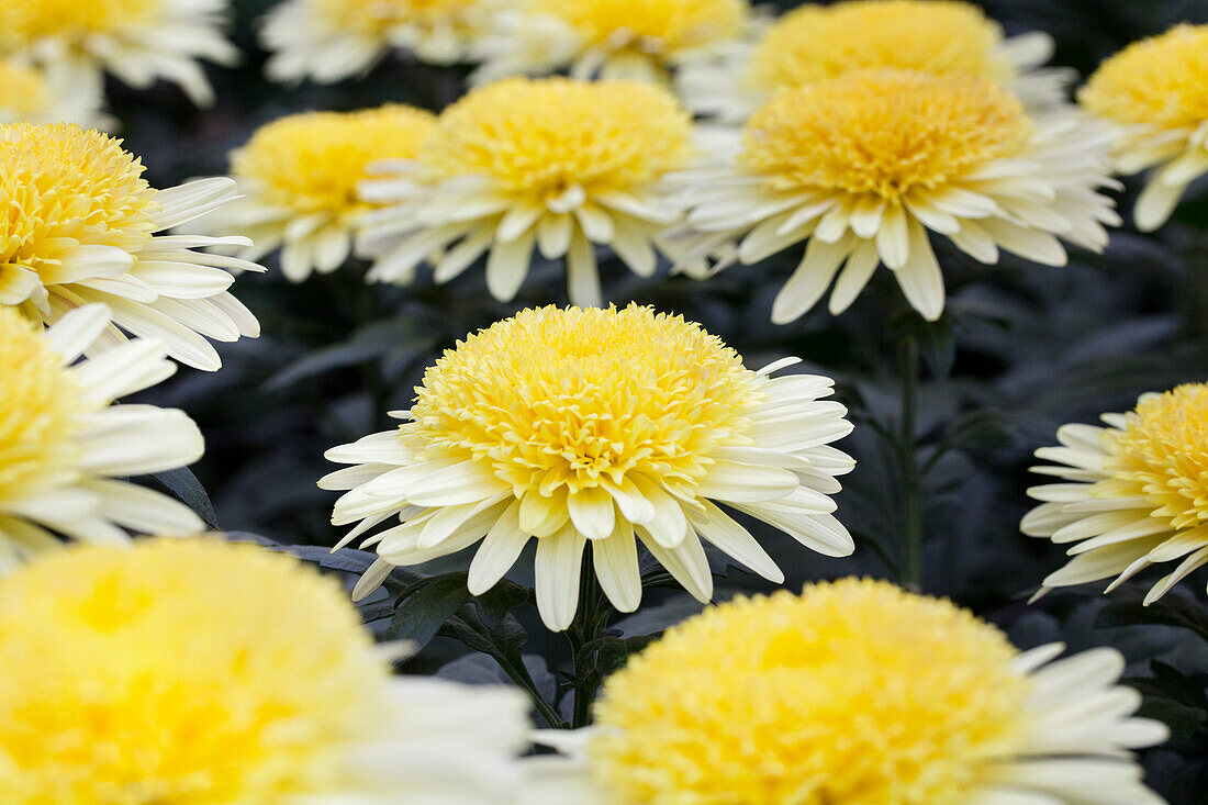 Chrysanthemum indicum 'Yellow Eleonora'(s)