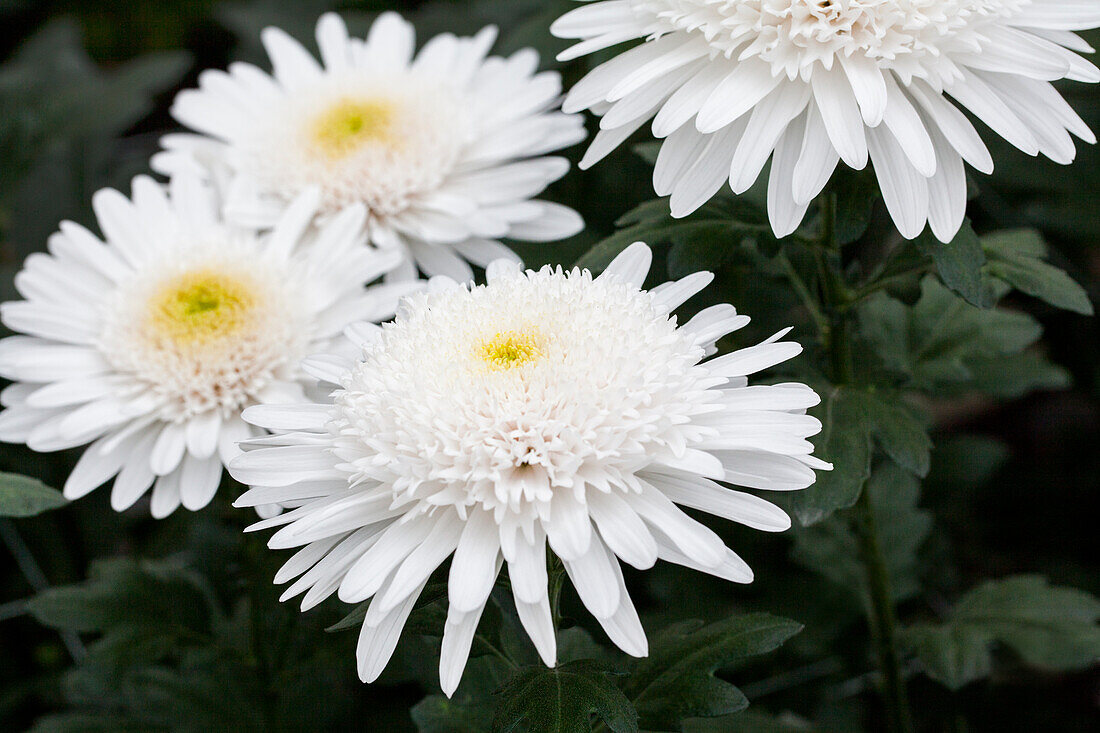 Chrysanthemum indicum 'Snow Eleonora'(s)