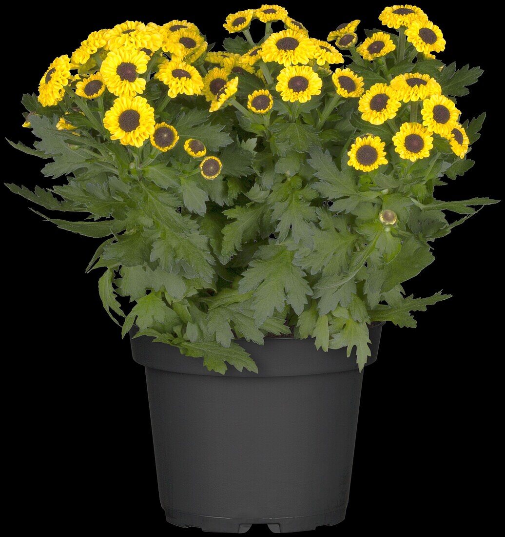 Chrysanthemum indicum Vymini