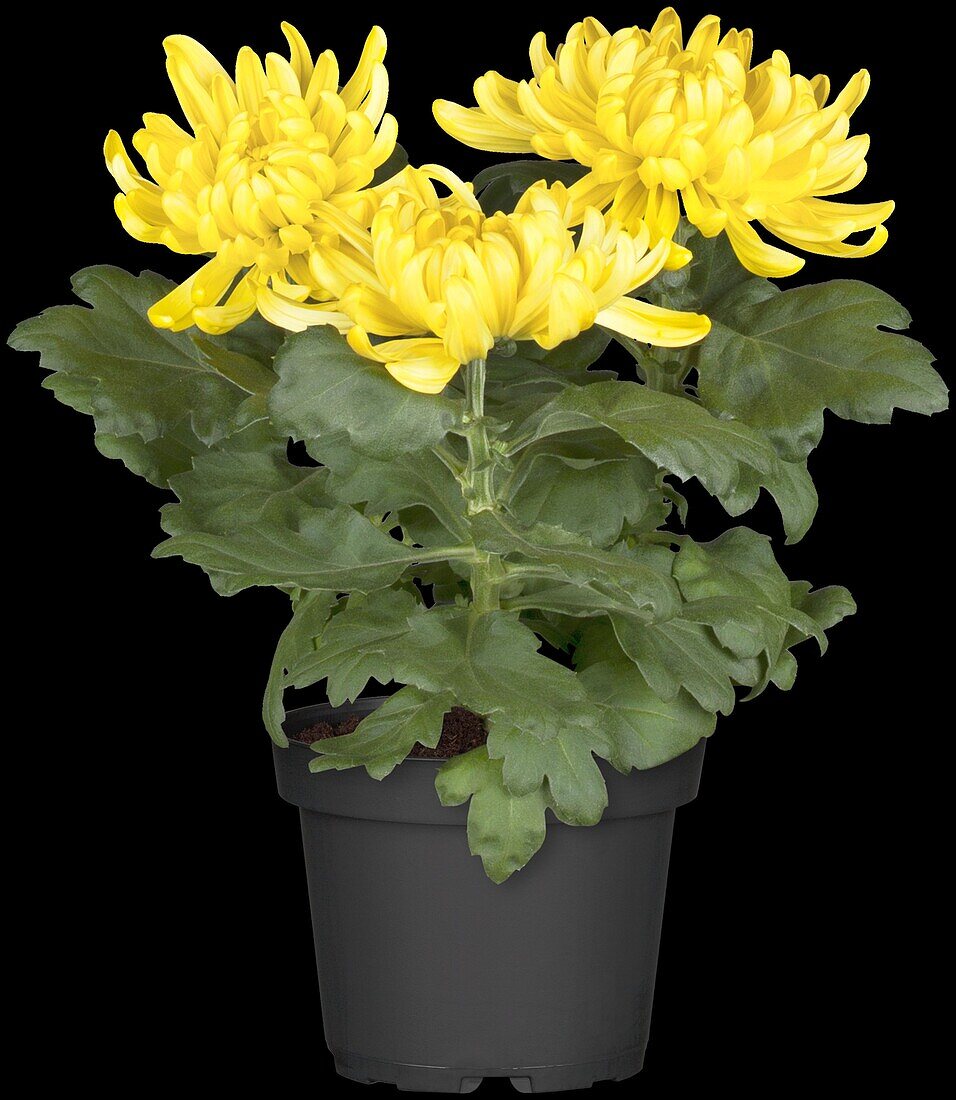 Chrysanthemum indicum, yellow