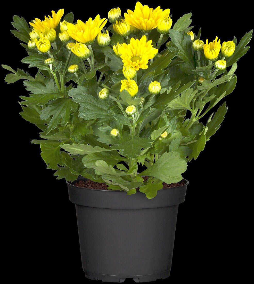 Chrysanthemum indicum, yellow