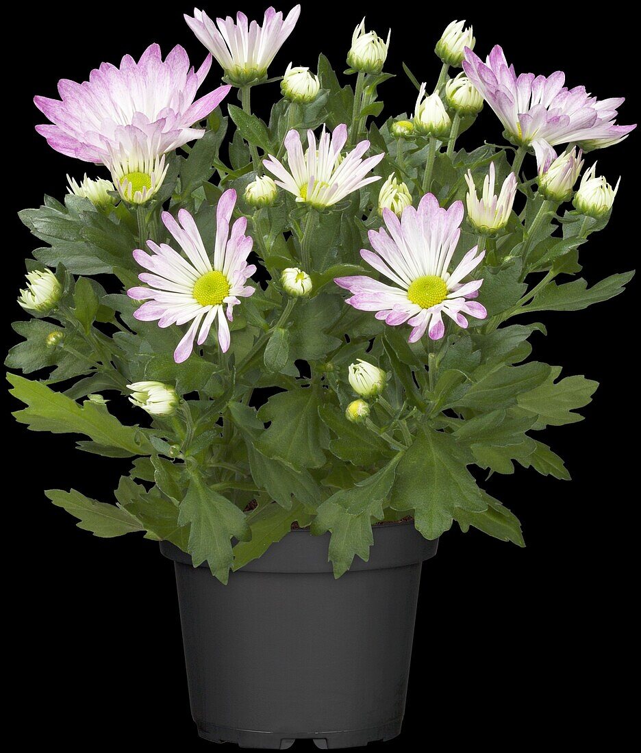 Chrysanthemum indicum, pink