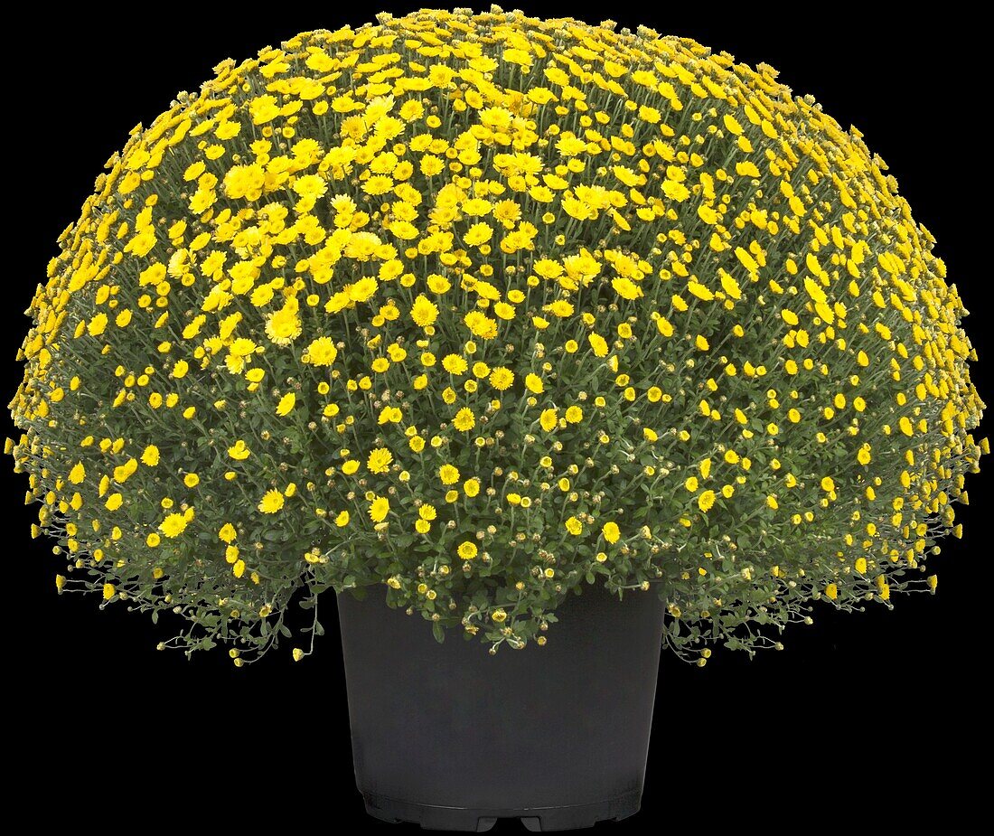 Chrysanthemum indicum, gelb