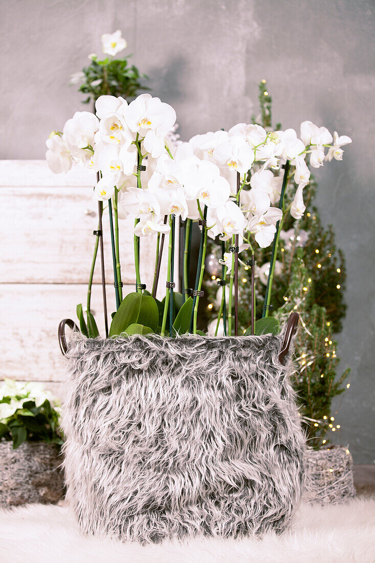 Plant pot in fur / Orchids