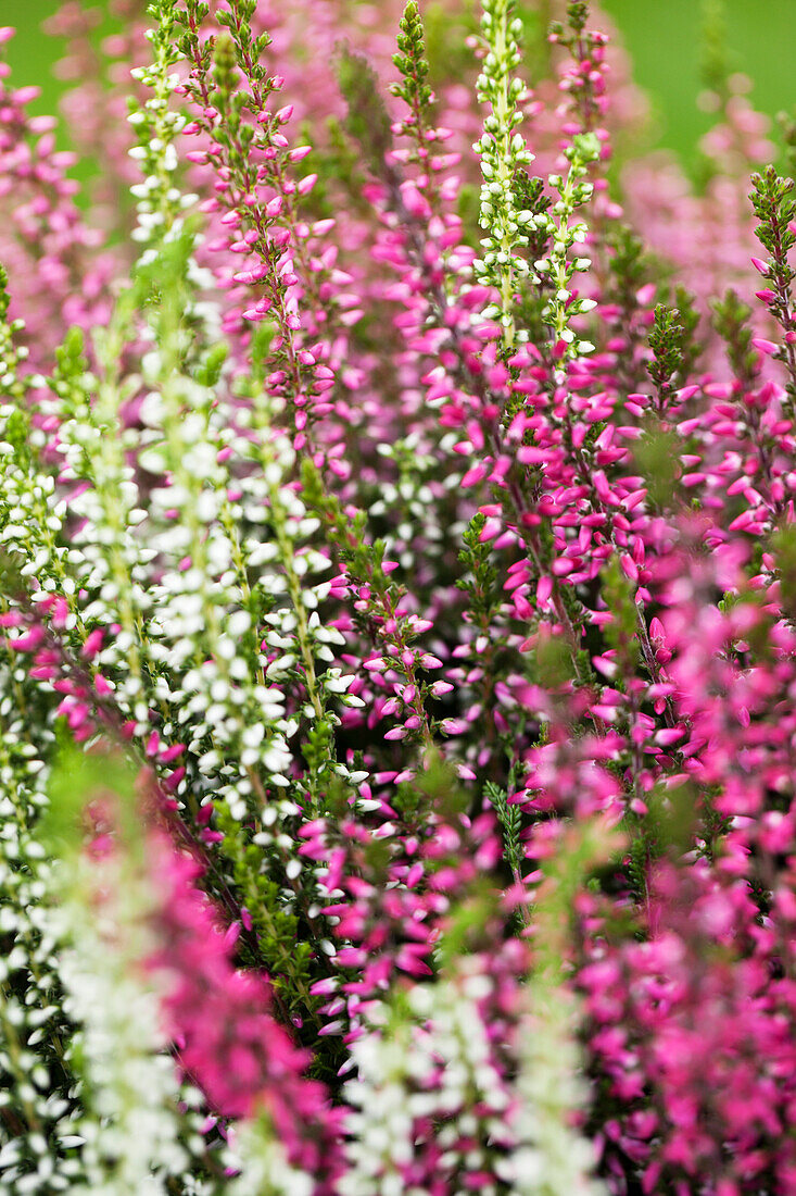 Calluna vulgaris Trio-Girls®