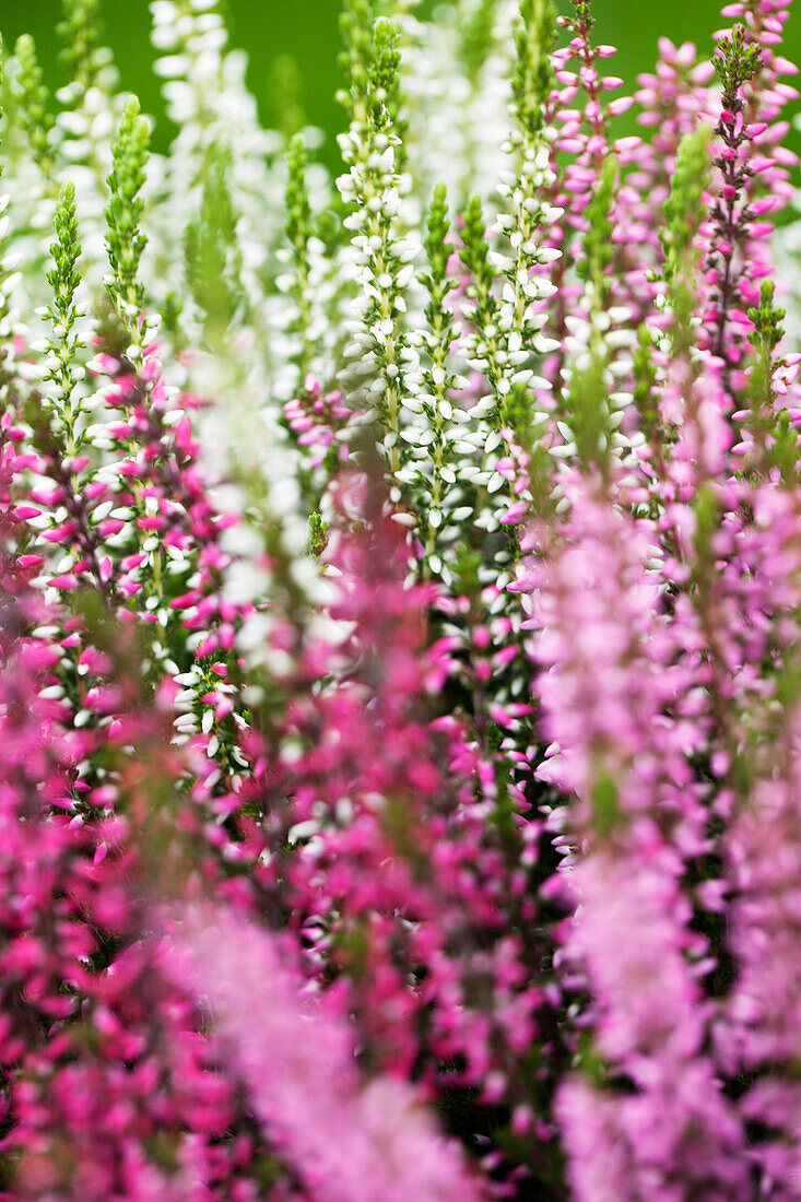 Calluna vulgaris Trio-Girls®