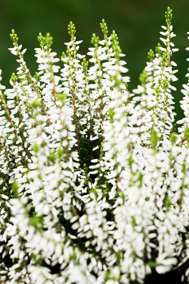 Calluna vulgaris Gardengirls® 'Madonna'(s)