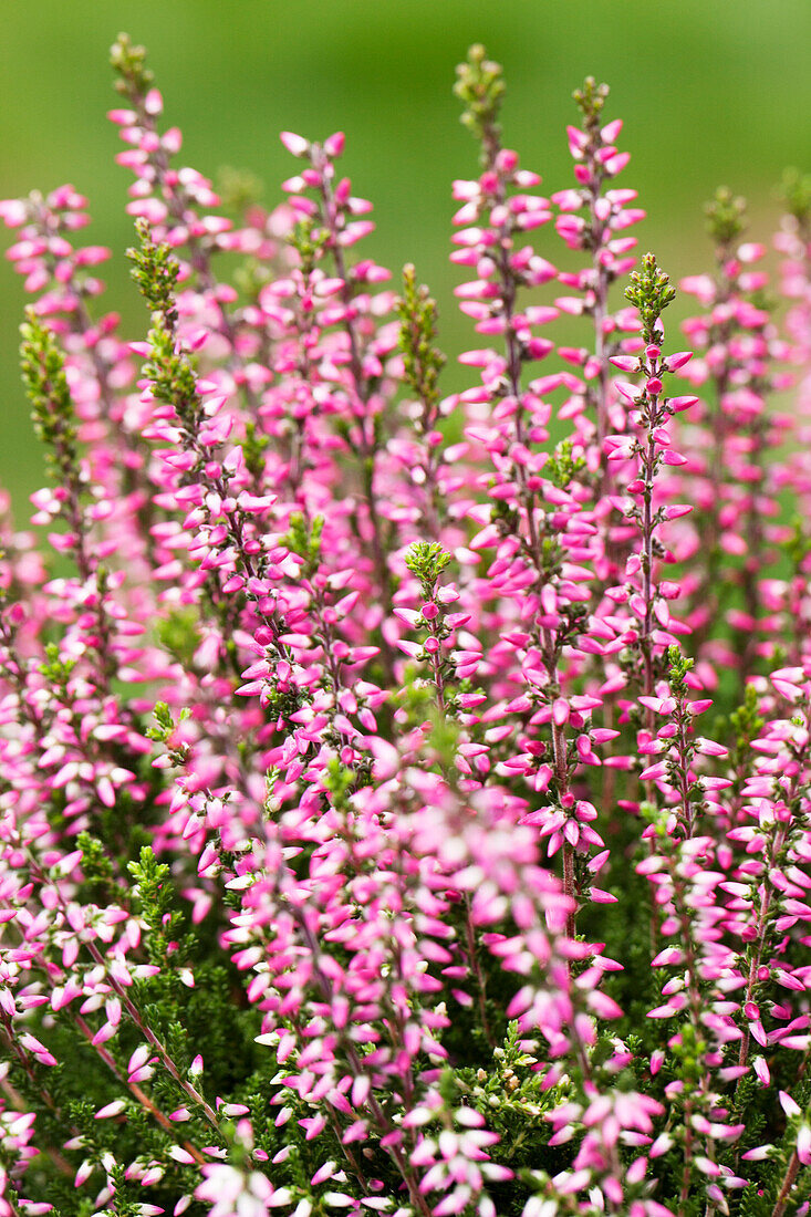 Calluna vulgaris Gardengirls® 'Rena'