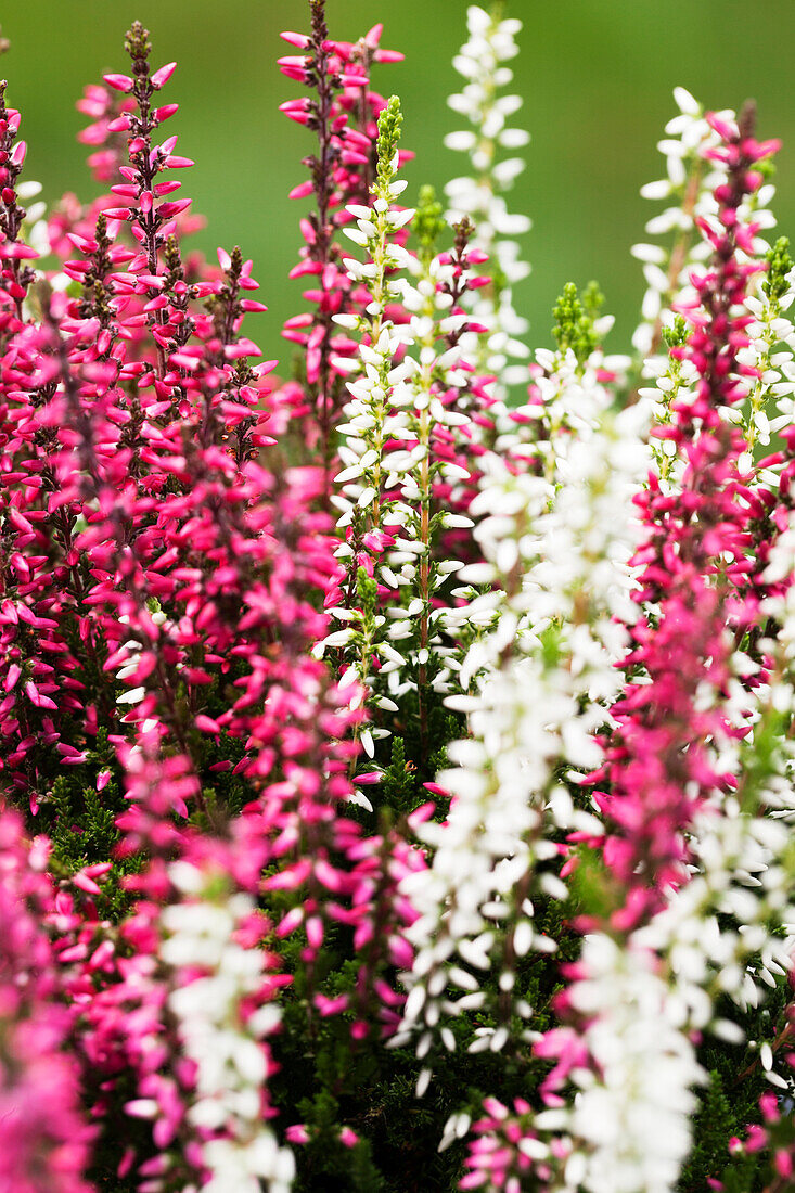 Calluna vulgaris Twingirls®