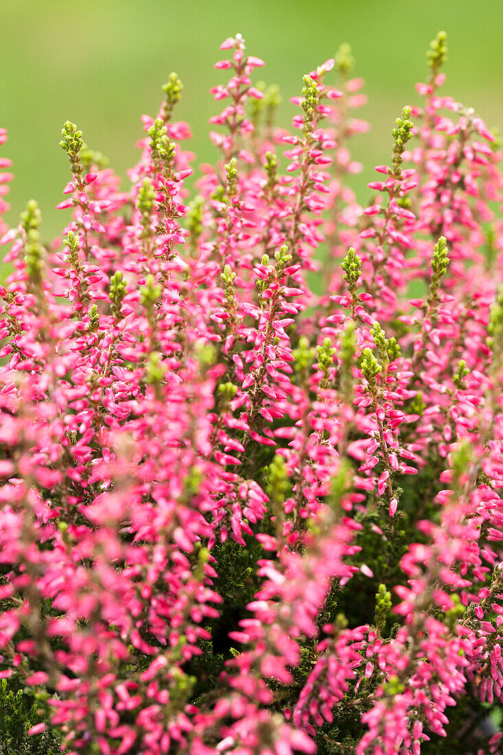 Calluna vulgaris Gardengirls® 'Katja'