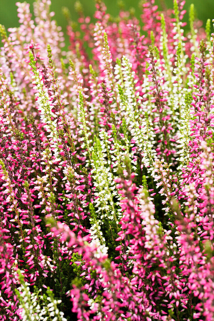 Calluna vulgaris Quattro-Girls®