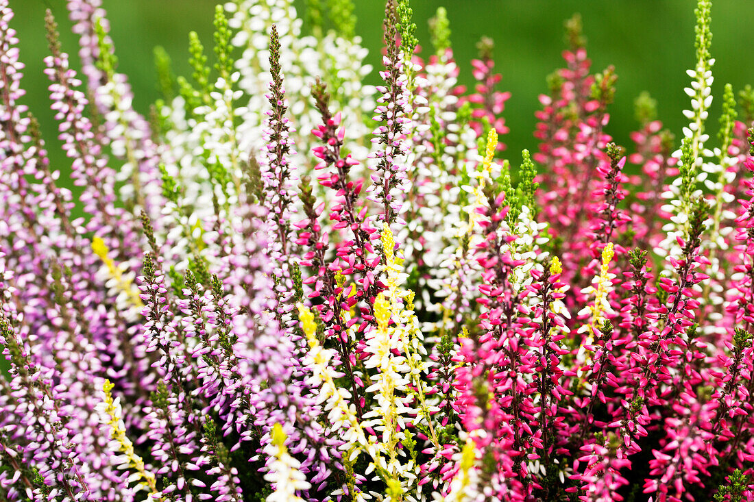 Calluna vulgaris Quattro-Girls®