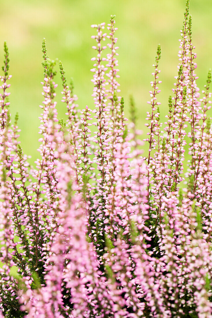 Calluna vulgaris Gardengirls® 'Rena'