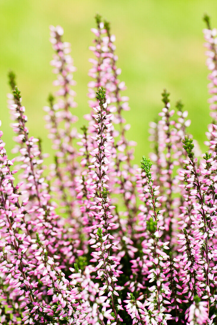 Calluna vulgaris Gardengirls® 'Susanne'