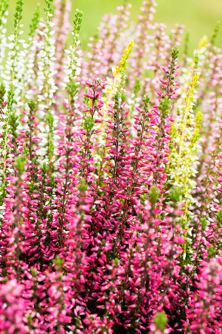 Calluna vulgaris Quattro-Girls®