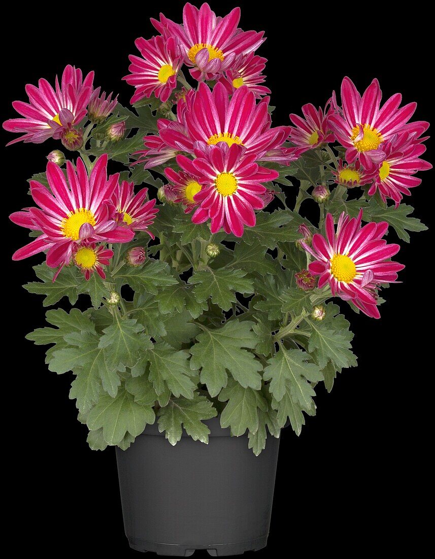 Chrysanthemum indicum 'Robinho'(s)