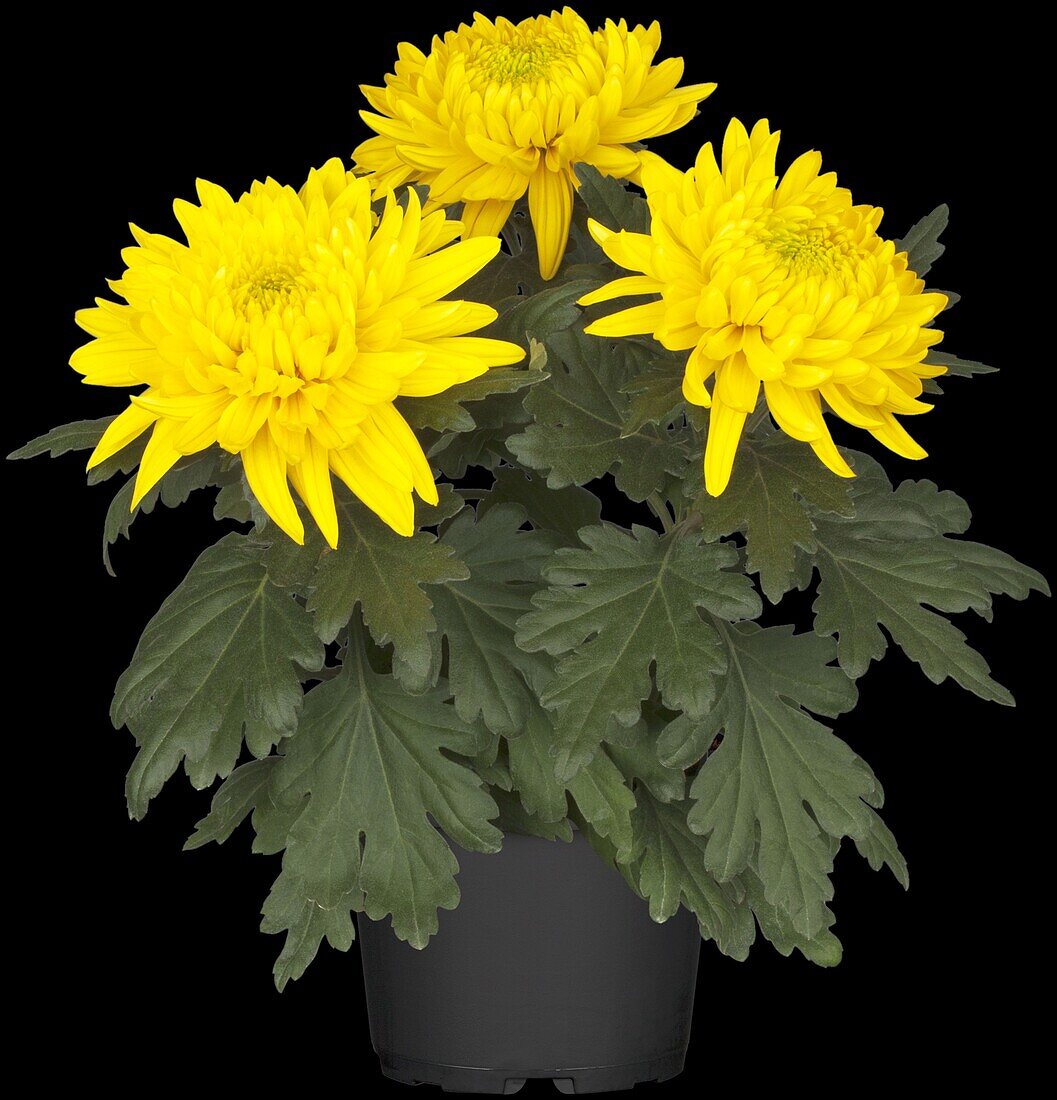 Chrysanthemum indicum 'Trumpf Yellow' ((s))