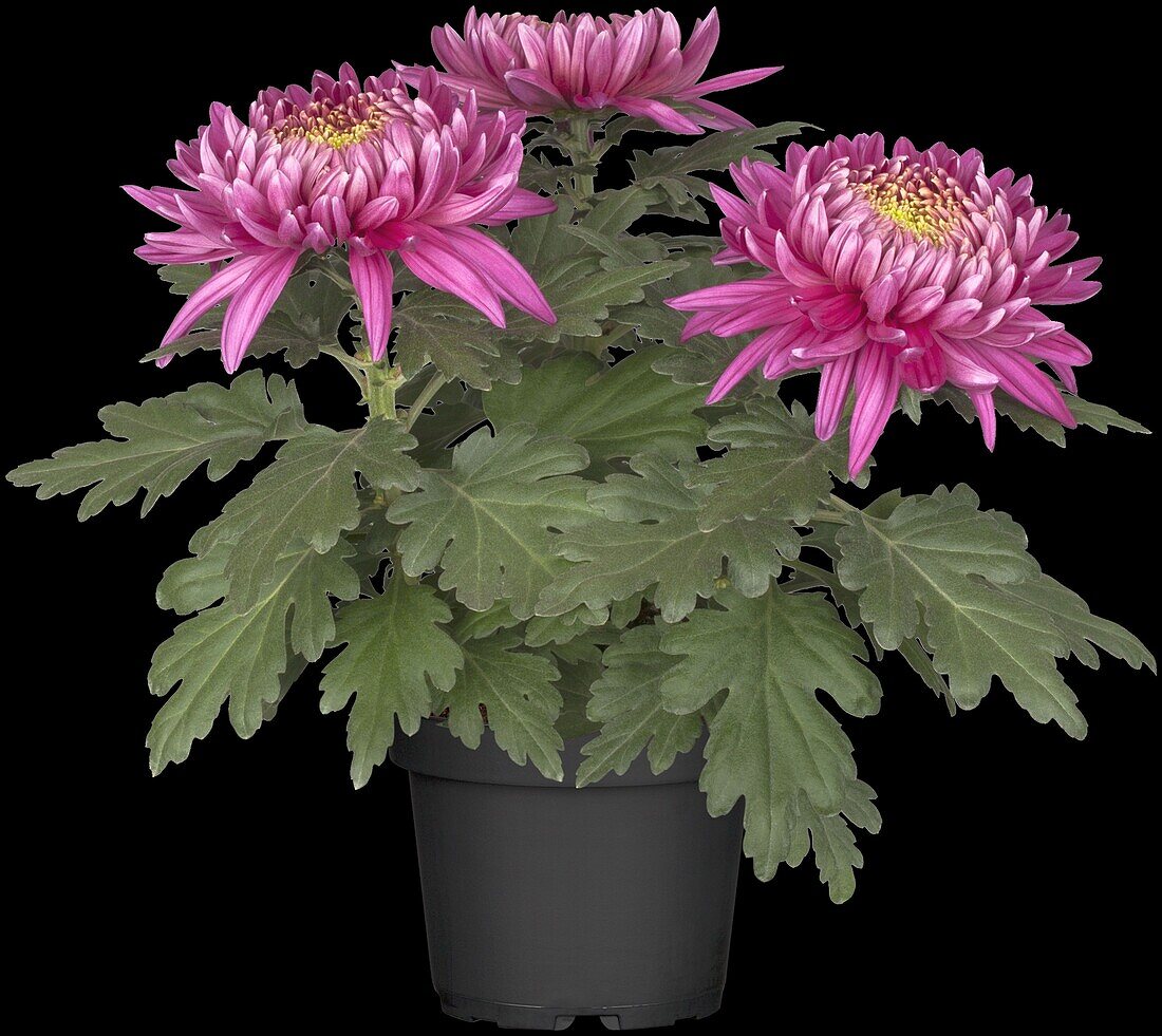 Chrysanthemum indicum 'Trumpf Violet' (s)