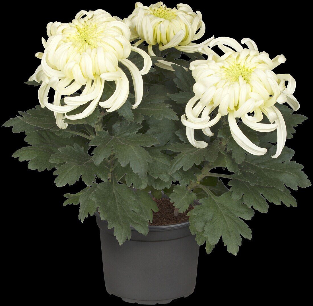 Chrysanthemum 'Asia-Cut Mums® Vienna White'(s)