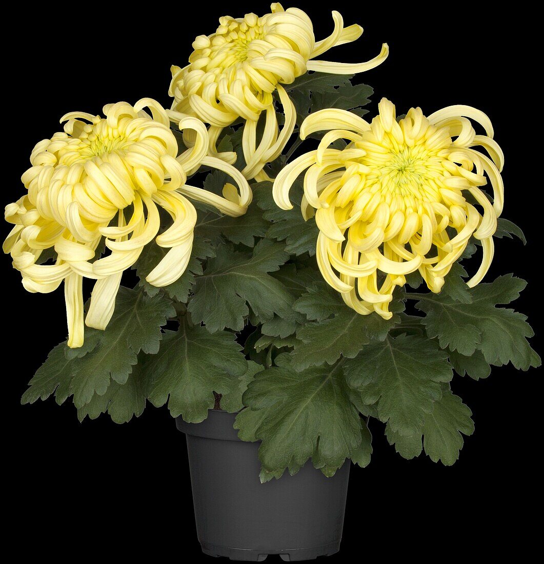 Chrysanthemum 'Asia-Cut Mums® Vienna Cream'(s)