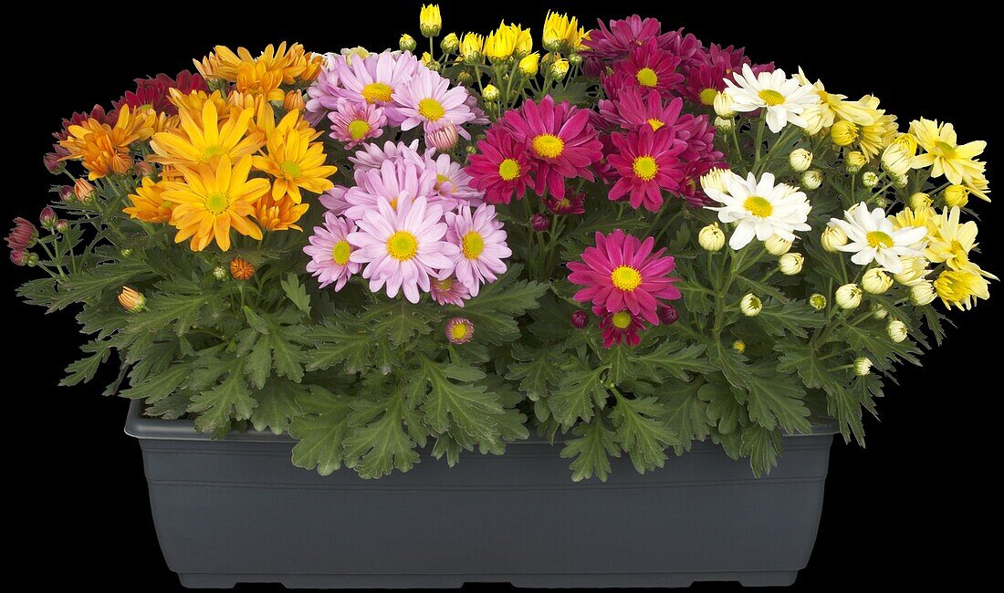 Chrysanthemum 'Pemba Mix'(s)