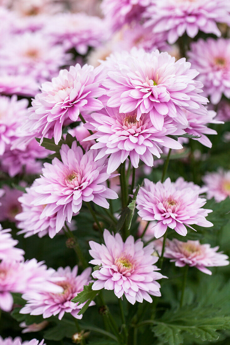 Chrysanthemum 'Asia-Cut Mums® Colombo Pink'(s)