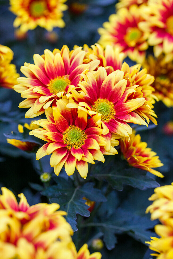 Chrysanthemum 'Asia-Cut Mums® Kyoto Fire'(s)