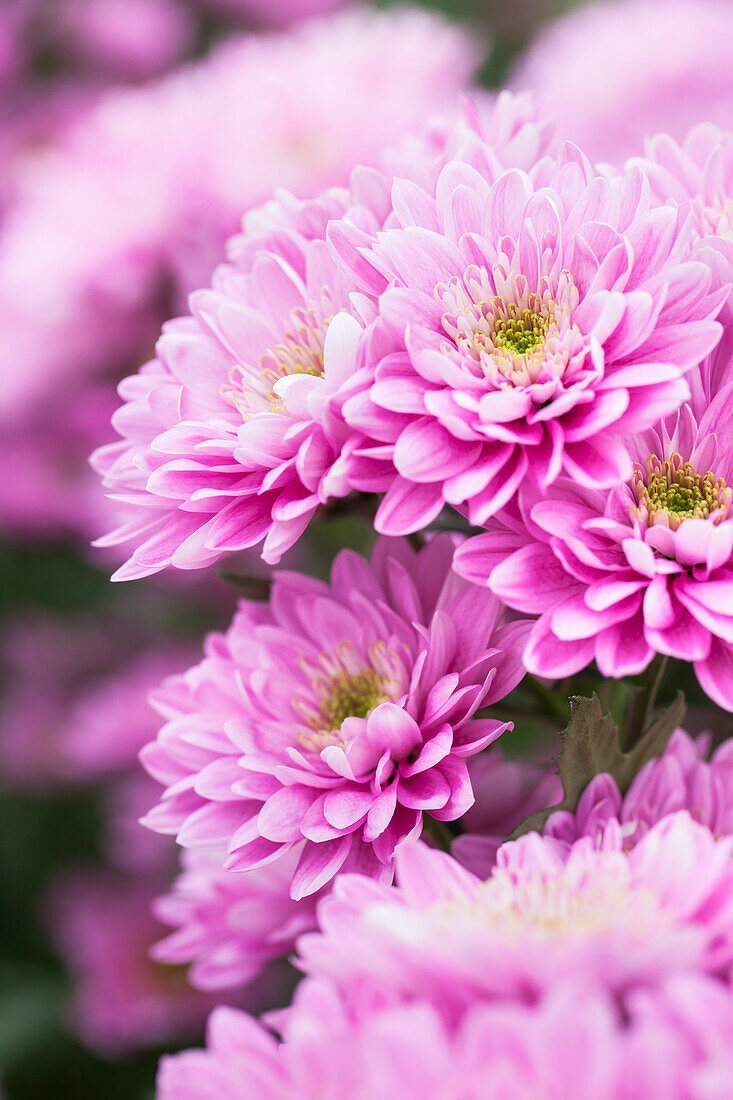 Chrysanthemum indicum 'Belicia'(s)