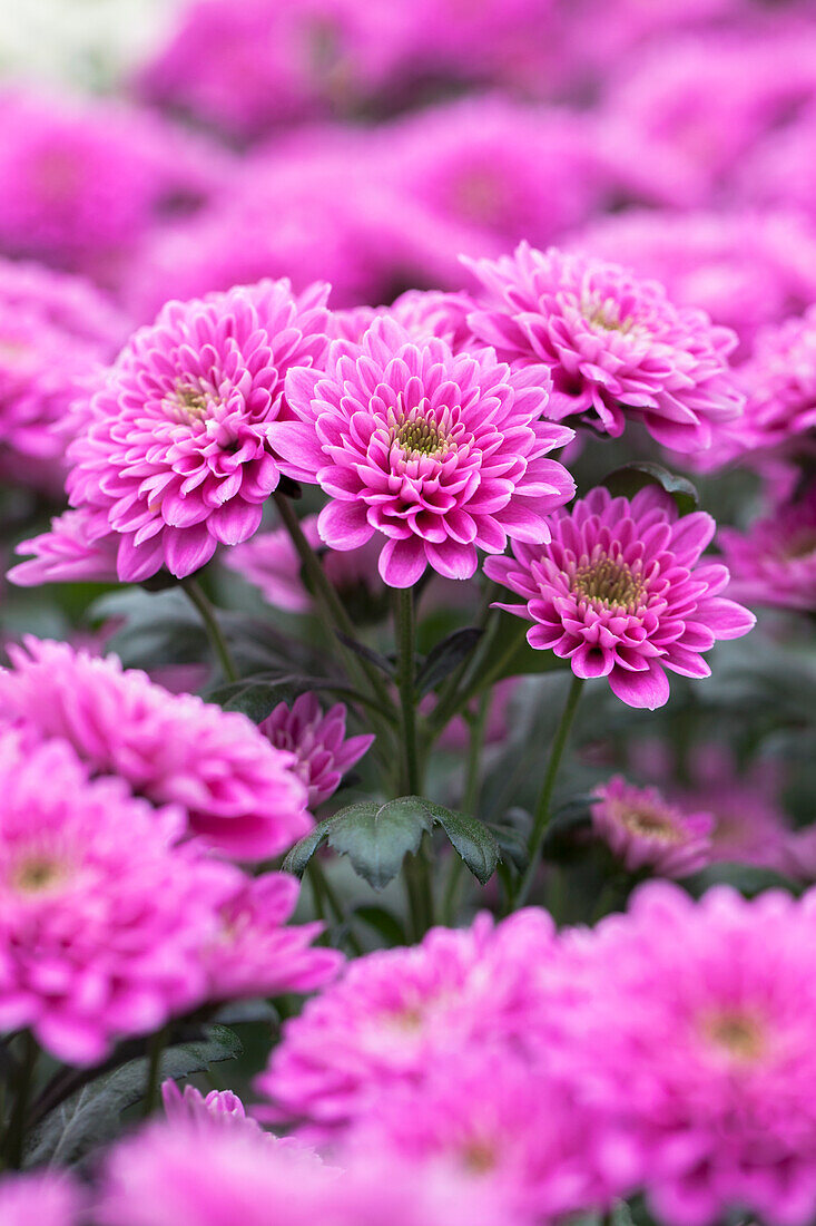 Chrysanthemum 'Asia-Cut Mums® Rangun'(s)