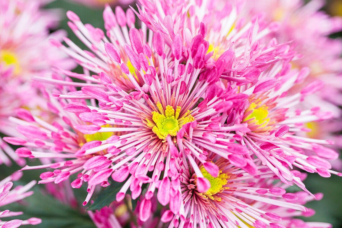 Chrysanthemum indicum 'Annecy Dark'(s)