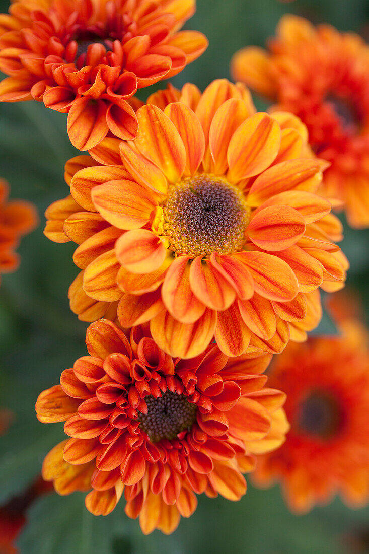 Chrysanthemum indicum 'Viking Dark Orange'(s)