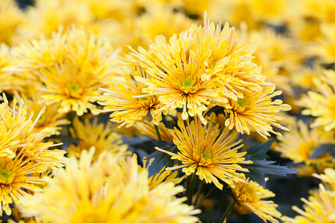 Chrysanthemum indicum 'Annecy Yellow'(s)