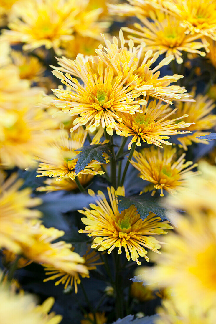 Chrysanthemum 'Annecy yellow'