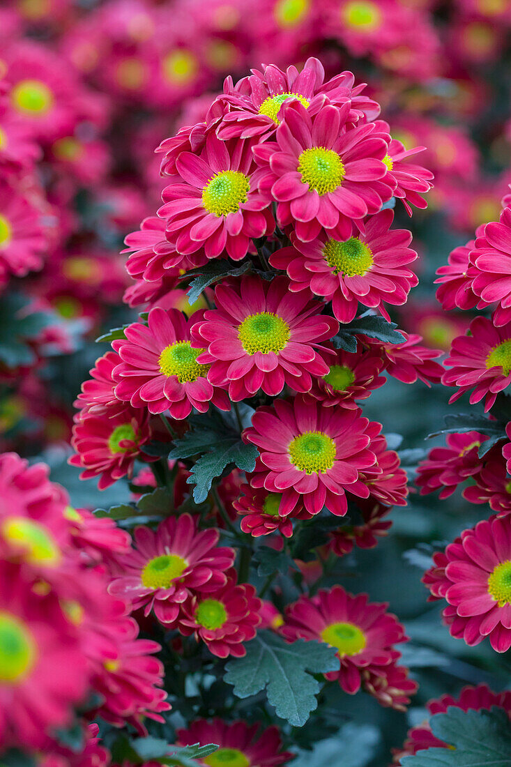 Chrysanthemum indicum 'Helena'(s)